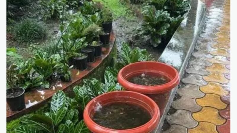 उत्तराखंड: नामी स्कूल के गमलों में तैर रहा था डेंगू, मलेरिया और चिकनगुनिया का लार्वा, ठोका 1 लाख का जुर्माना