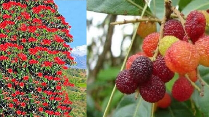 Impact of climate change in Uttarakhand : समय से पहले खिले बुरांश और पकने लगे काफल