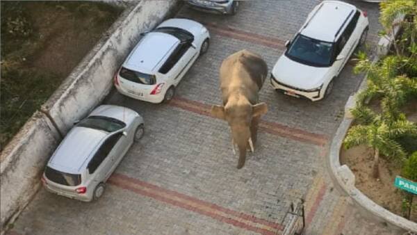 उत्तराखंड में यहां अस्पताल में घुसा हाथी, मची अफरा-तफरी