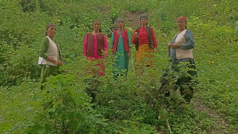 उत्तराखंड : मीना देवी ने गुलाब की खेती से चमकाई अपनी किस्मत, बदल दी महिलाओं की जिंदगी