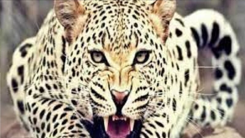 नैनीताल के धारी ब्लॉक में तेंदुए के हमले से महिला की मौत, ग्रामीणों में आक्रोश