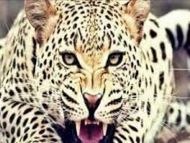 गुलदार का हमला: जंगल में लकड़ी लेने गए बुजुर्ग की मौत, इलाके में दहशत