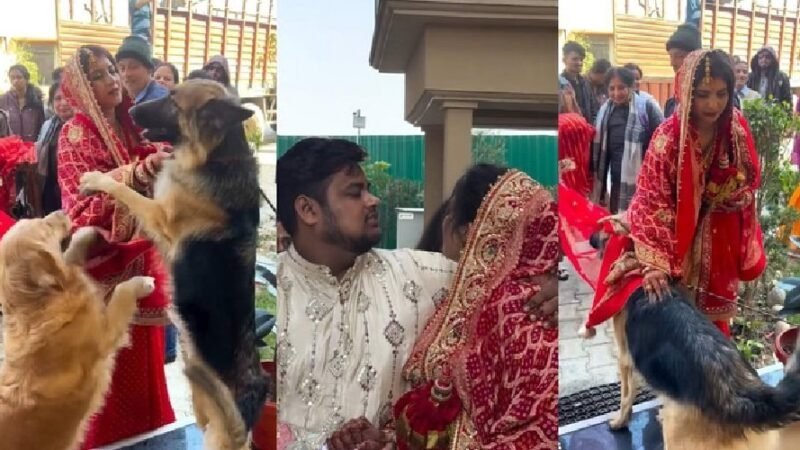 उत्तराखंड : दुल्हन की विदाई में बेजुबान भी हुए भावुक, VIDEO देख भर आएंगी आंखें