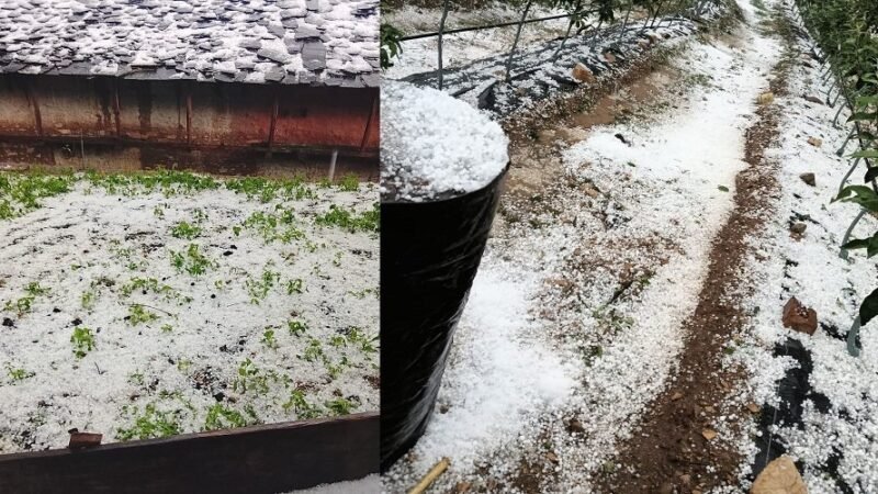 उत्तराखंड : बेमौसम बारिश और ओलावृष्टि से खेती तबाह, 522 किसानों की फसलें प्रभावित