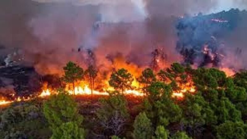 जंगल की भीषण आग बस्ती और हाईवे तक पहुंची, गेस्ट हाउस से 70 यात्रियों को सुरक्षित निकाला गया